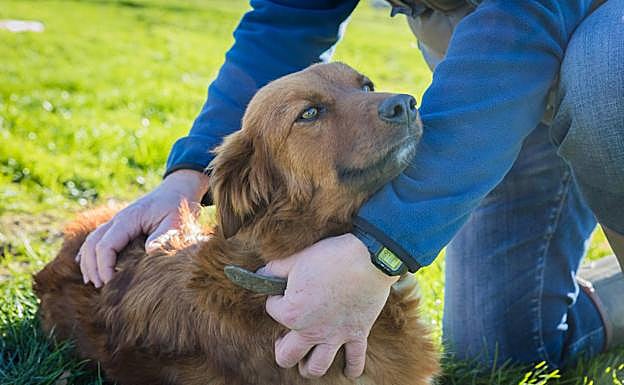 Laster, uno de los pastores vascos que ayudan a los ganaderos a manejar los rebaños en las 360 hectáreas de esta «Disneylandia para las vacas» entre Gorbea y Anboto,. 