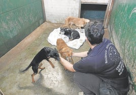 Kati López acaricia a varios de los perros que han sido abandonados en Getxo.