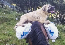 Imagen de Chulo sobre un caballo, cedida por el ganadero