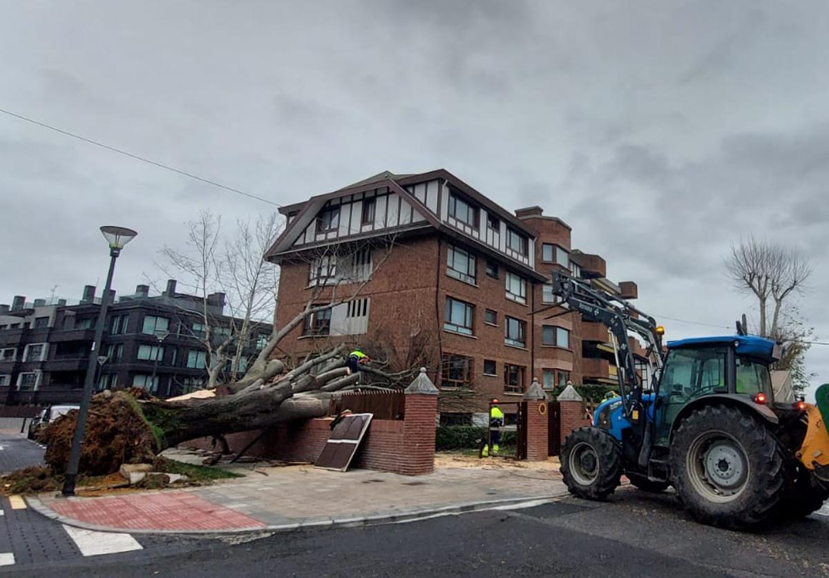 Los operarios de jardinería del Ayuntamiento procedieron ayer a primera hora a retirar el tilo centenario que cayó sobre sus viviendas.