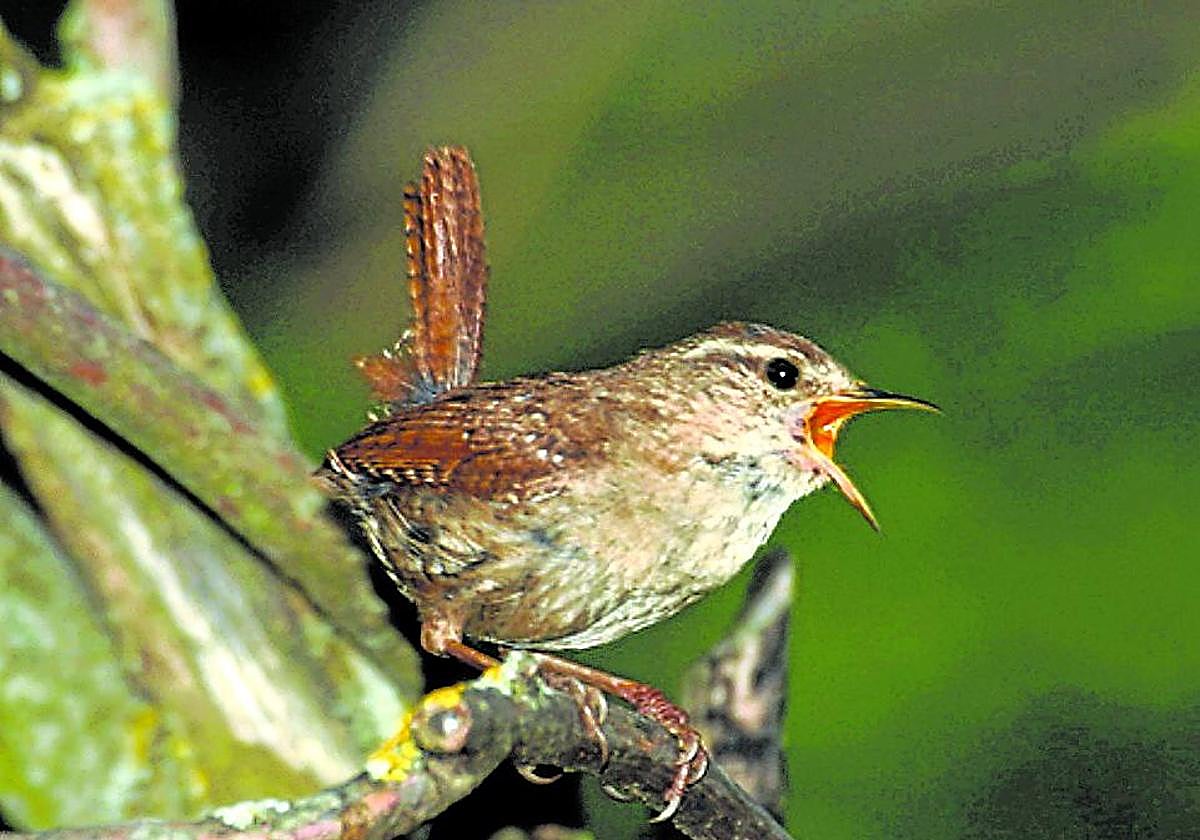 Pese a su pequeño tamaño, el chochín canta a pleno pulmón.