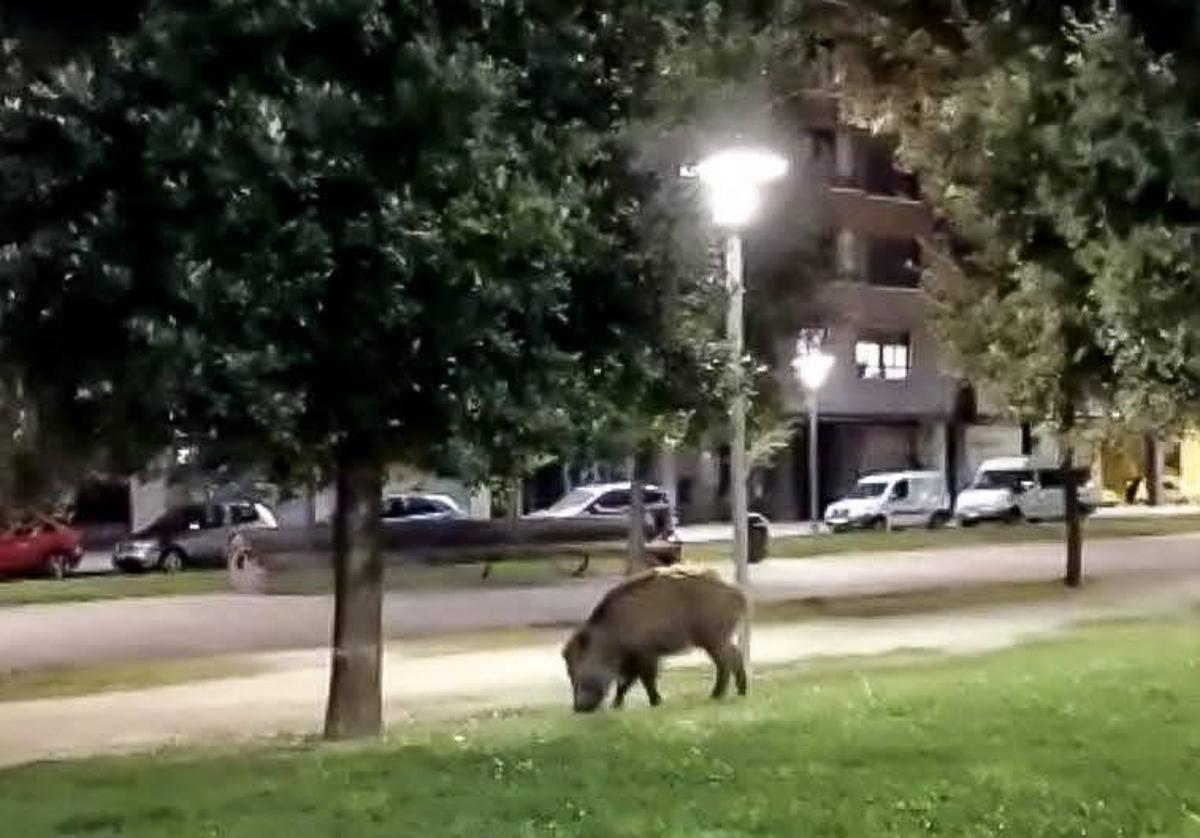 Un jabalí merodea cerca de unas casas de Salburua.