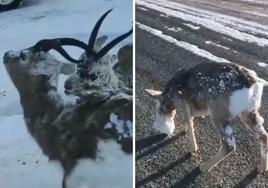 Animales congelados en Noruega: el frío polar deja temperaturas de hasta -52,6 grados