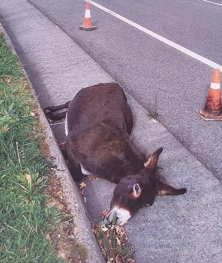 Imagen secundaria 2 - «El riesgo de atropellar a un animal por la noche es altísimo»