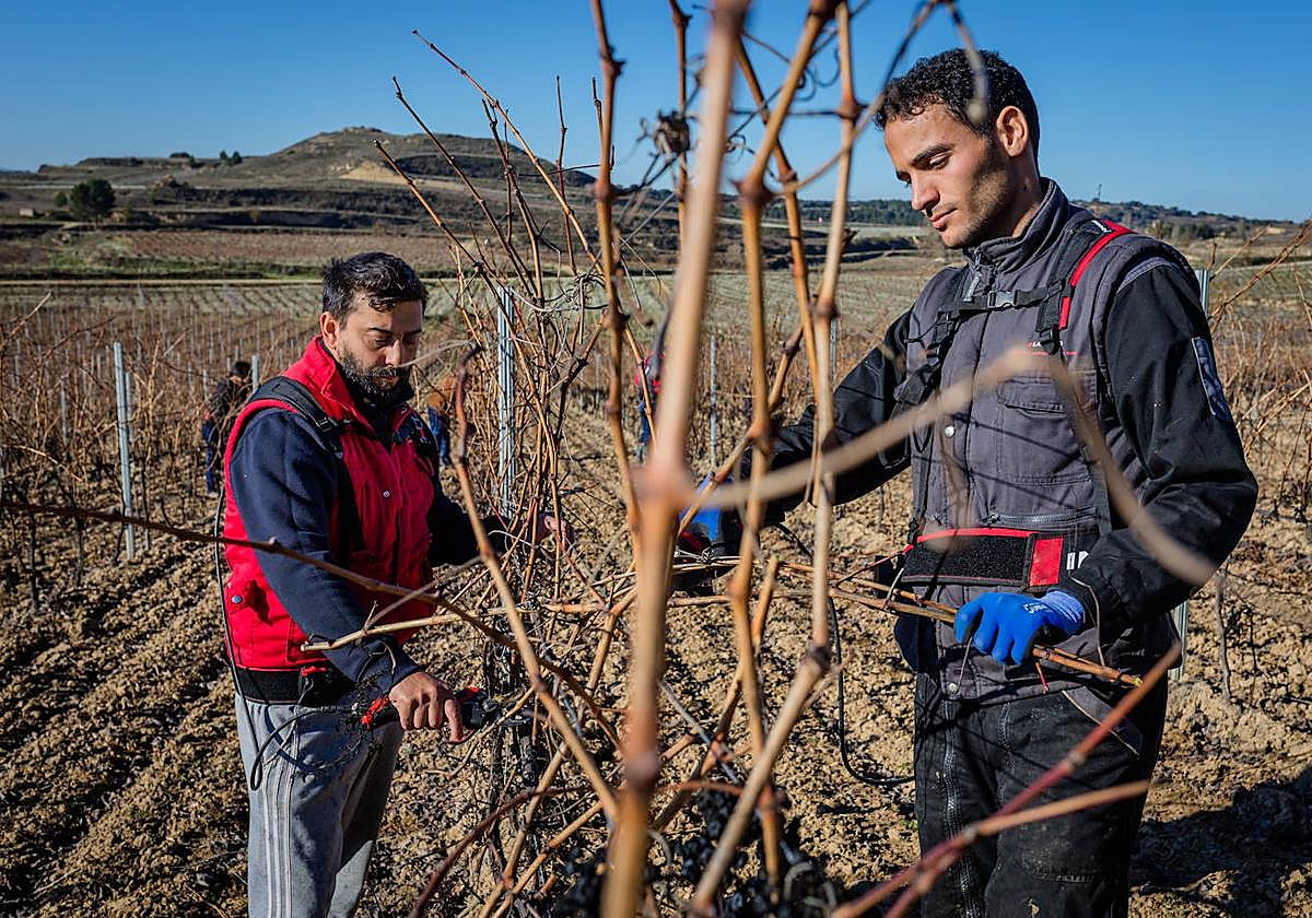 Rachid y Antonio, reconvertidos en temporeros.