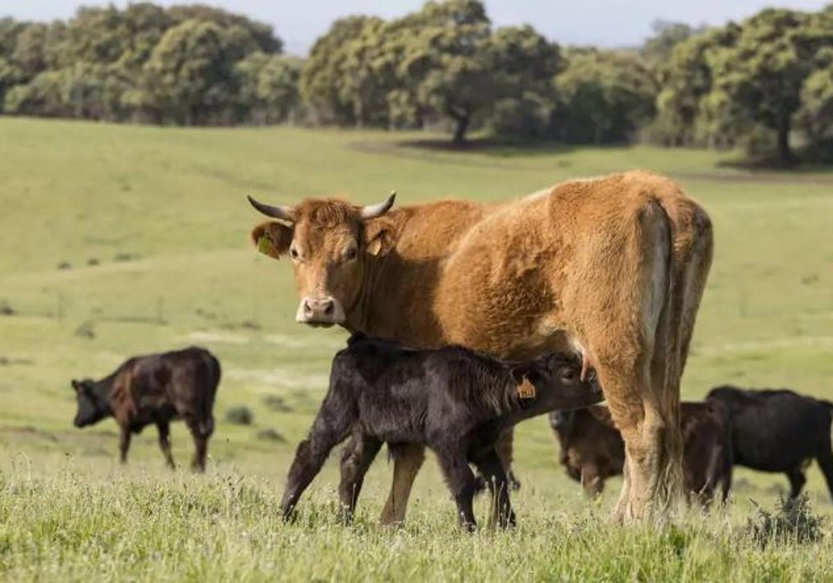 Muere un veterinario vasco golpeado por una vaca ciega en una finca de Badajoz