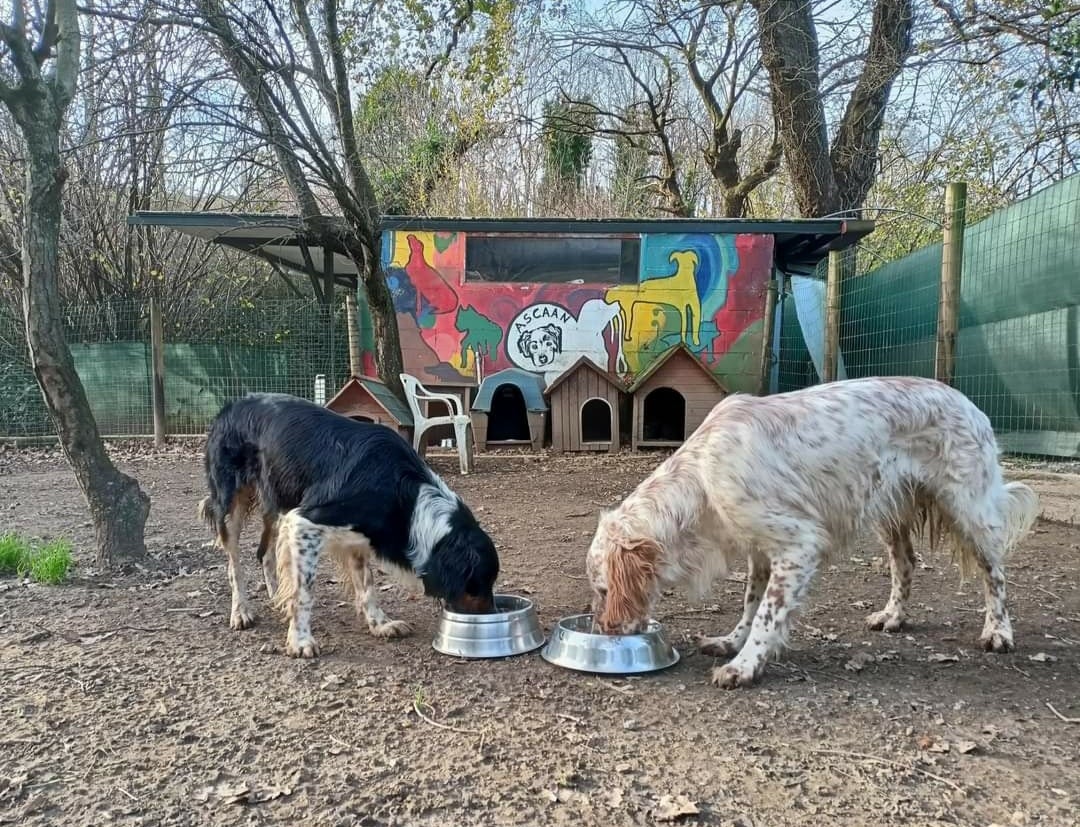 'Coco' y 'Zeus' son los últimos perros del refugio en lograr una familia.