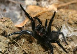 Especimen de araña negra en actitud defensivo-atacante.