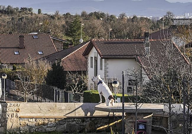 Los vecinos con mascota aprovechan los paseos para vigilar.