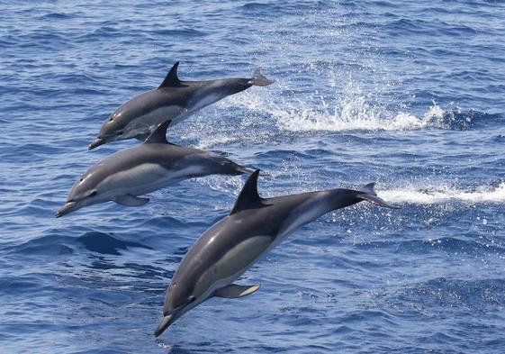 Bruselas pide más vedas para proteger a los delfines