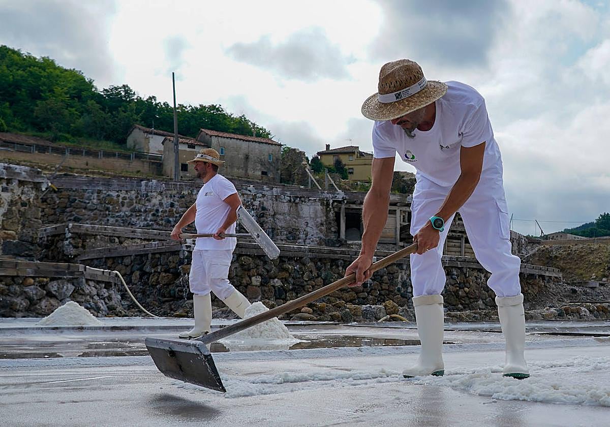 Salineros trabajan con el rodillo.