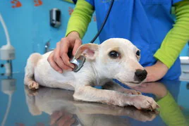 Un perro es atendido en la consulta de un veterinario