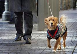 Trabajos de limpieza, educación o paseo de perros a golpe de 'click' en Bilbao