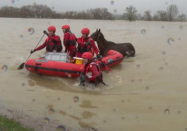 Imagen principal - Bomberos de Álava rescatan un caballo en Júndiz