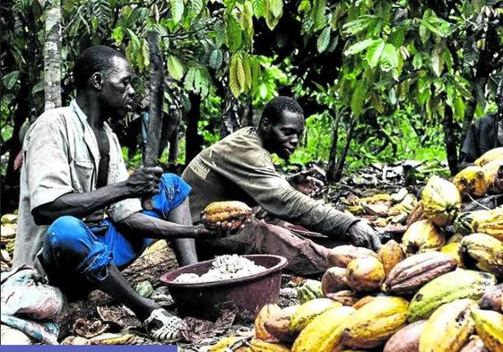 Recolectores de cacao en una plantación de Costa de Marfil.