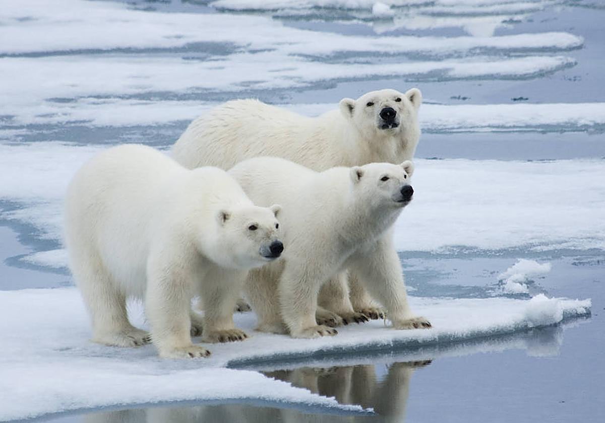 Los osos polares son una de las especies amenazadas por el cambio climático.
