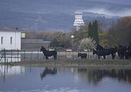 La actuación minimizará las crecidas del Zadorra en Asteguieta, la zona más afectada en las inundaciones de 2021.