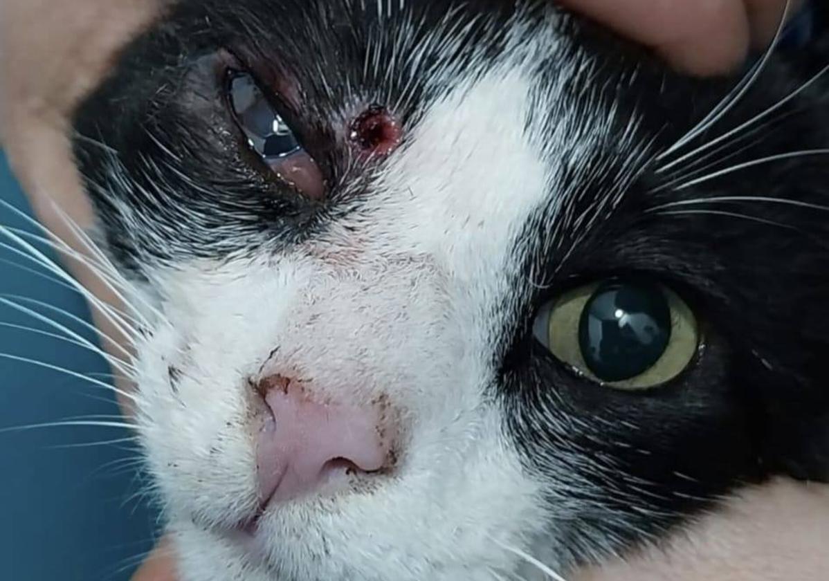 'Manolito', disparado en Basatxu, con la marca de un balín junto a su ojo derecho.