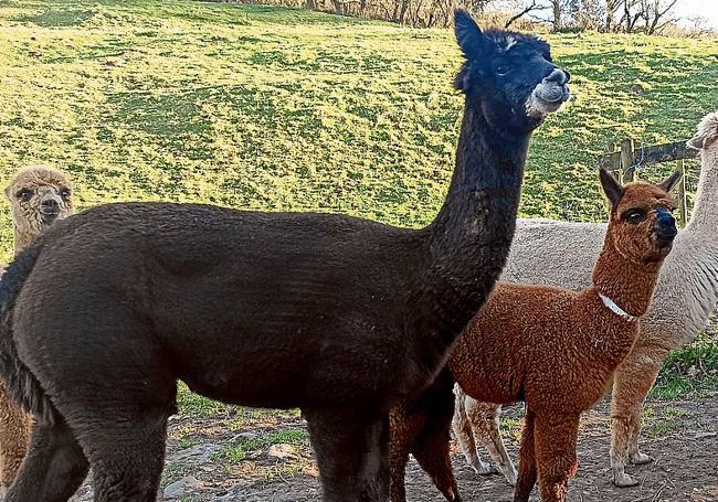 Mientras, las alpacas másjóvenes se encuentran con las hembras.