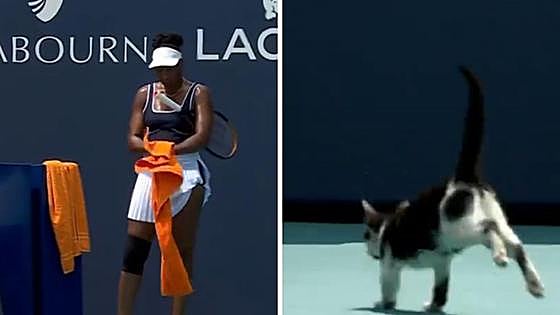Un gato se cuela en el partido de Venus Williams y le obliga a repetir el saque