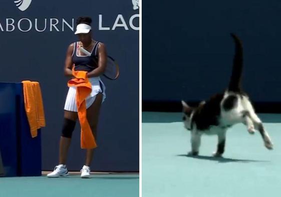 Un gato se cuela en el partido de Venus Williams y le obliga a repetir el saque