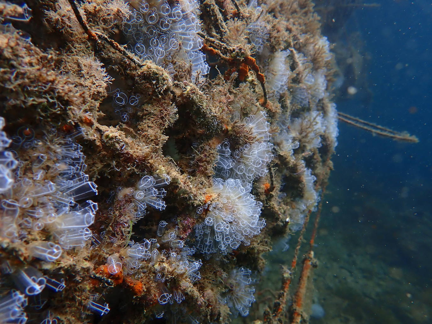 Imagen de una de las estructuras colocadas en puertos del Mediterráneo.