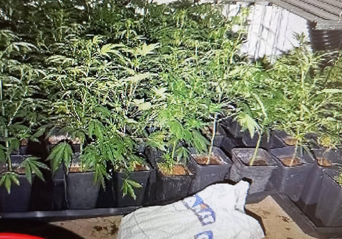 Detenidos dos hombres acusados de ser los responsables de una plantación de marihuana desmantelada en Bilbao