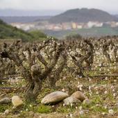 Campo de viñas en Rioja Alavesa.
