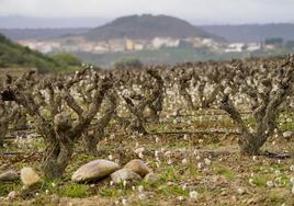 Campo de viñas en Rioja Alavesa.