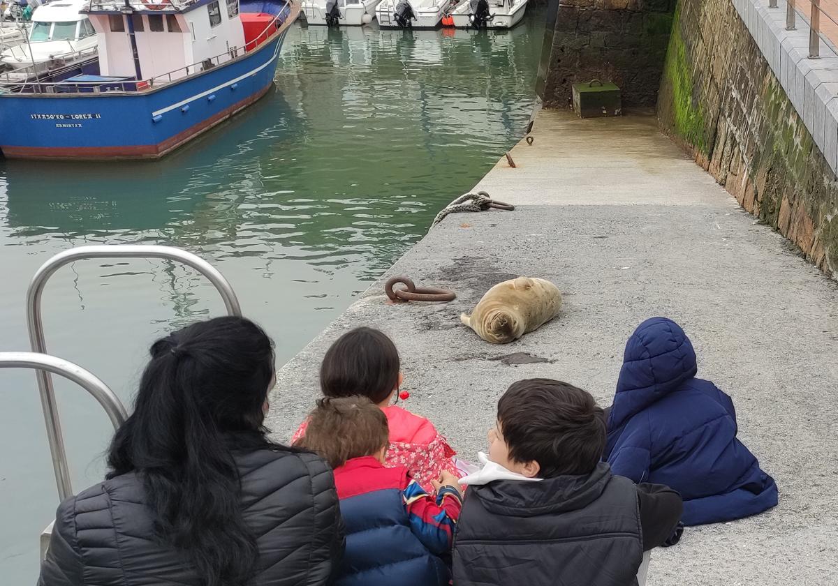 La foca 'Gorri', observada por un nutrido público de chavales.