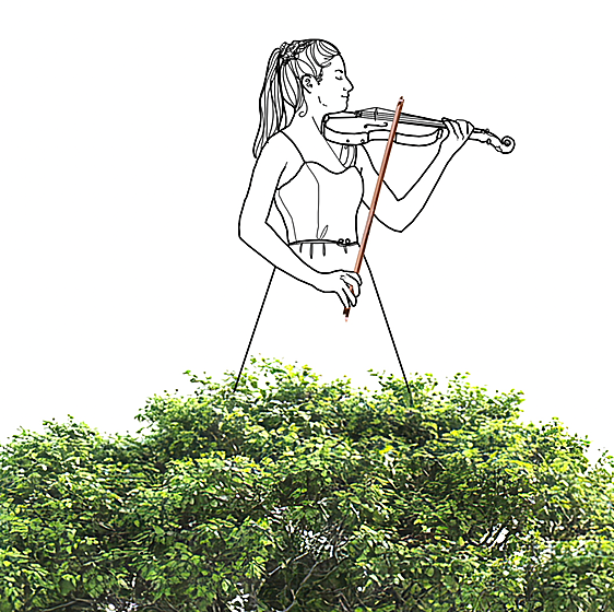 Músicos contra ecologistas, la 'mafia' de la madera de Pernambuco