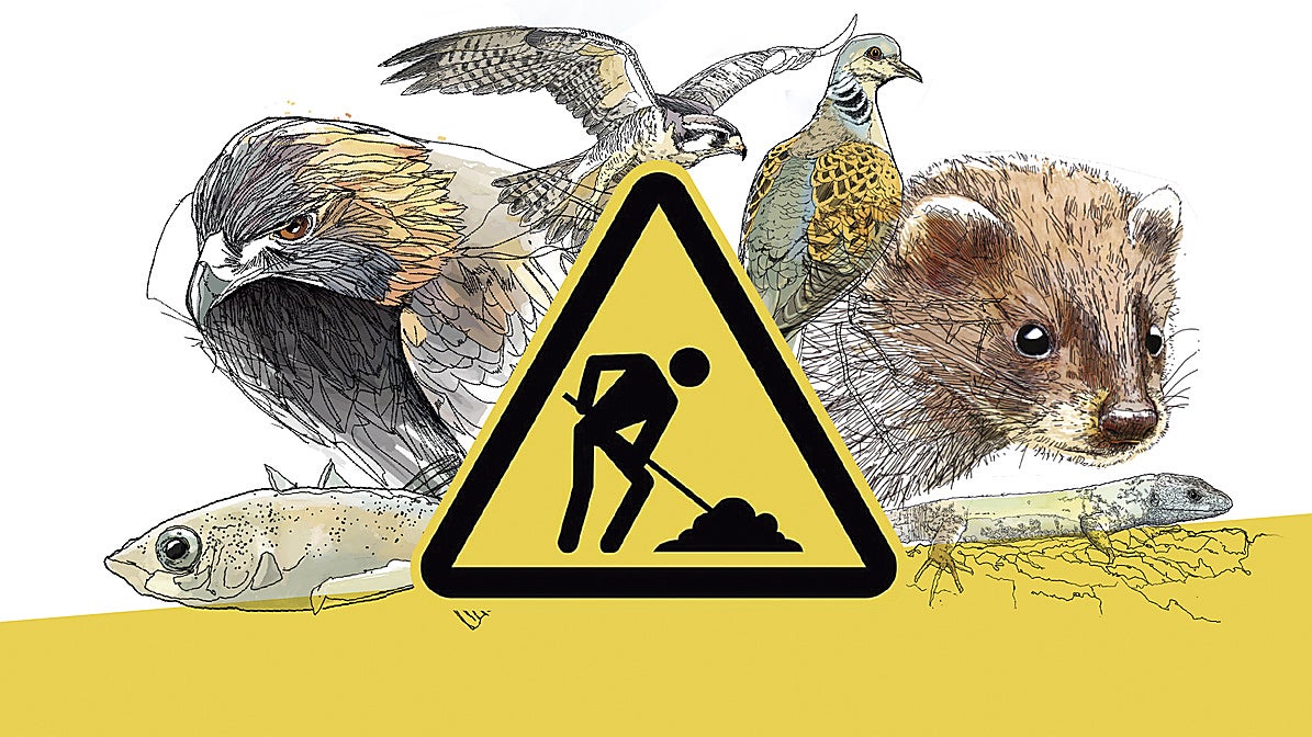 *NO PUBLICAR Animales que paralizan carreteras, vías o parques eólicos