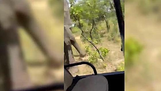 Un elefante embiste a un grupo de turistas en Zambia y mata a una mujer de 80 años
