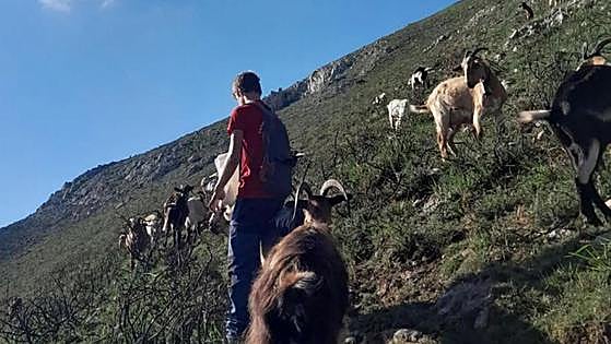 Un adolescente asturiano salva la vida al subirse a un árbol asediado por los lobos: «¡Por Dios, casi me comen!»