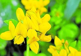 De un amarillo intenso, esta especie florece de abril a septiembre.