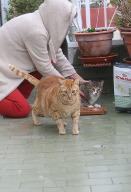 Una cuidadora da de comer a dos gatos callejeros.