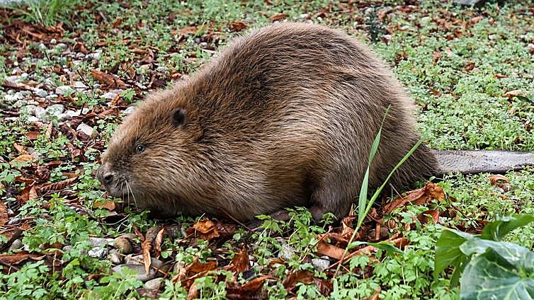 El castor ya está presente en seis ríos alaveses