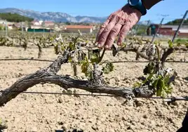 Un viñedo de Rioja Alavesa afectado por la helada.