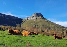 Ganado pastando en la Sierra Salvada.