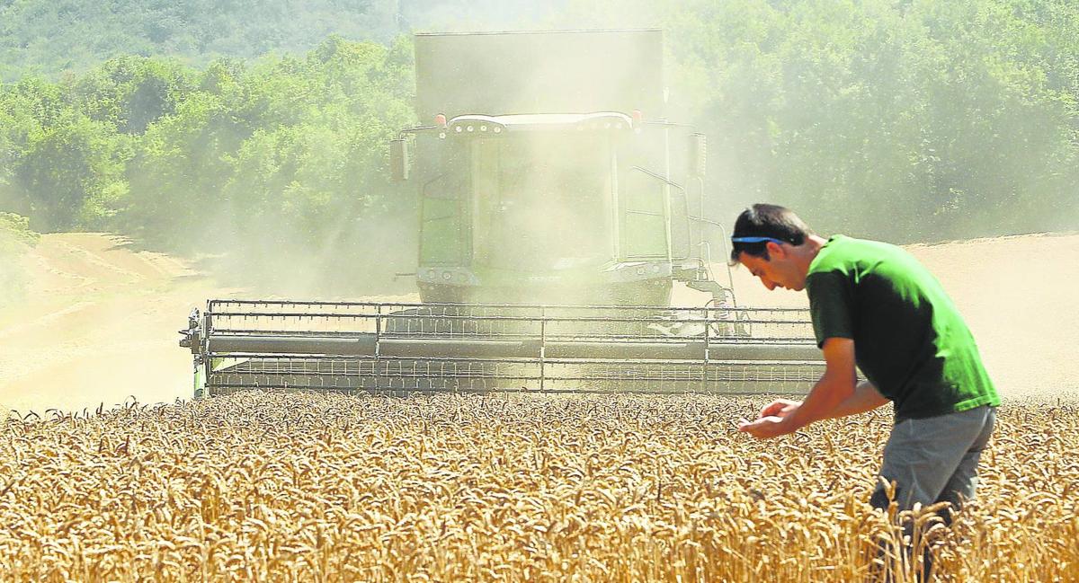 Un agricultor alavés examina los granos antes de iniciar la cosecha en su finca de trigo cerca de Alegría.