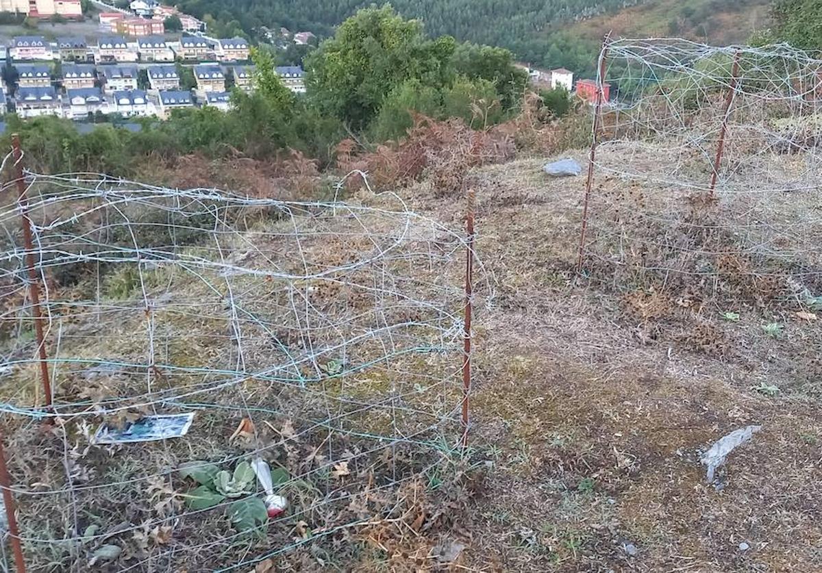 Protección de dos macizos de orquídeas en el monte Arraño de Llodio.