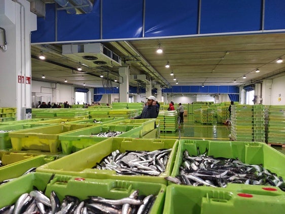 Las cajas de pescado inundan estos días la lonja ondarresa.