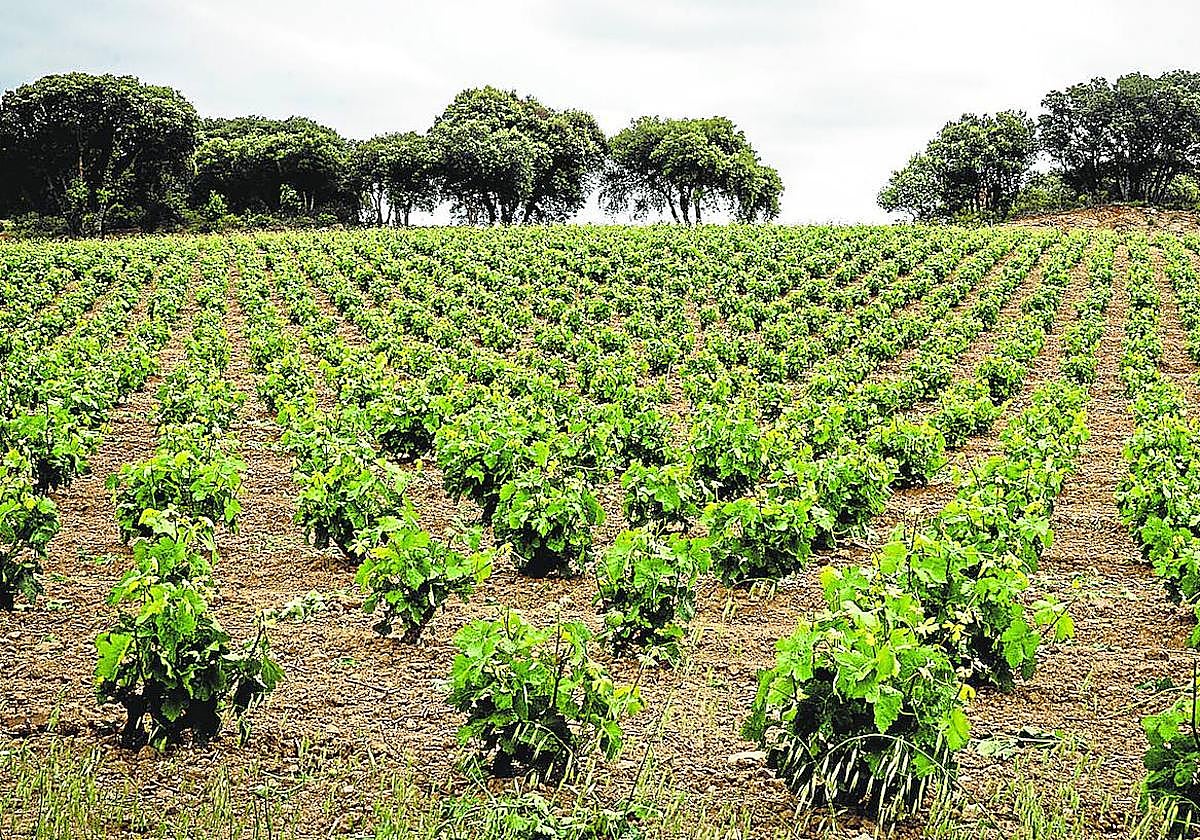 Uno de las explotaciones de Laguardia, la capital de la comarca, donde el pasado año se perdieron 123 hectáreas de vides.