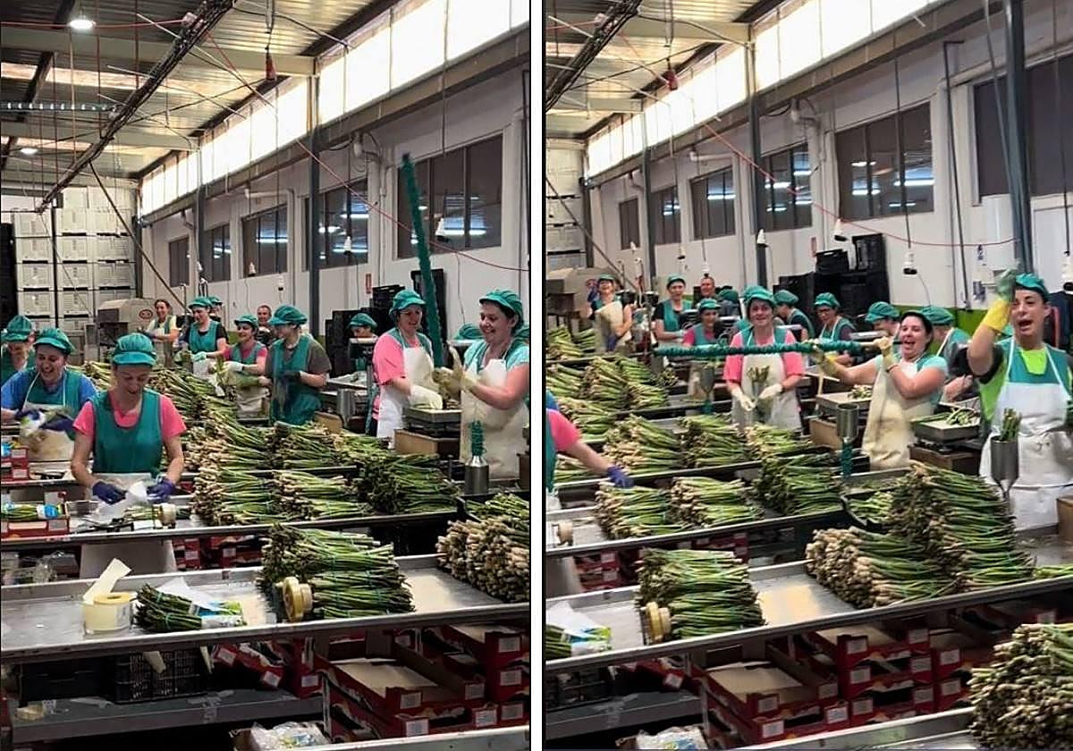 Las cooperativa de espárragos con más marcha: estas 45 empleadas trabajan a ritmo de Camela