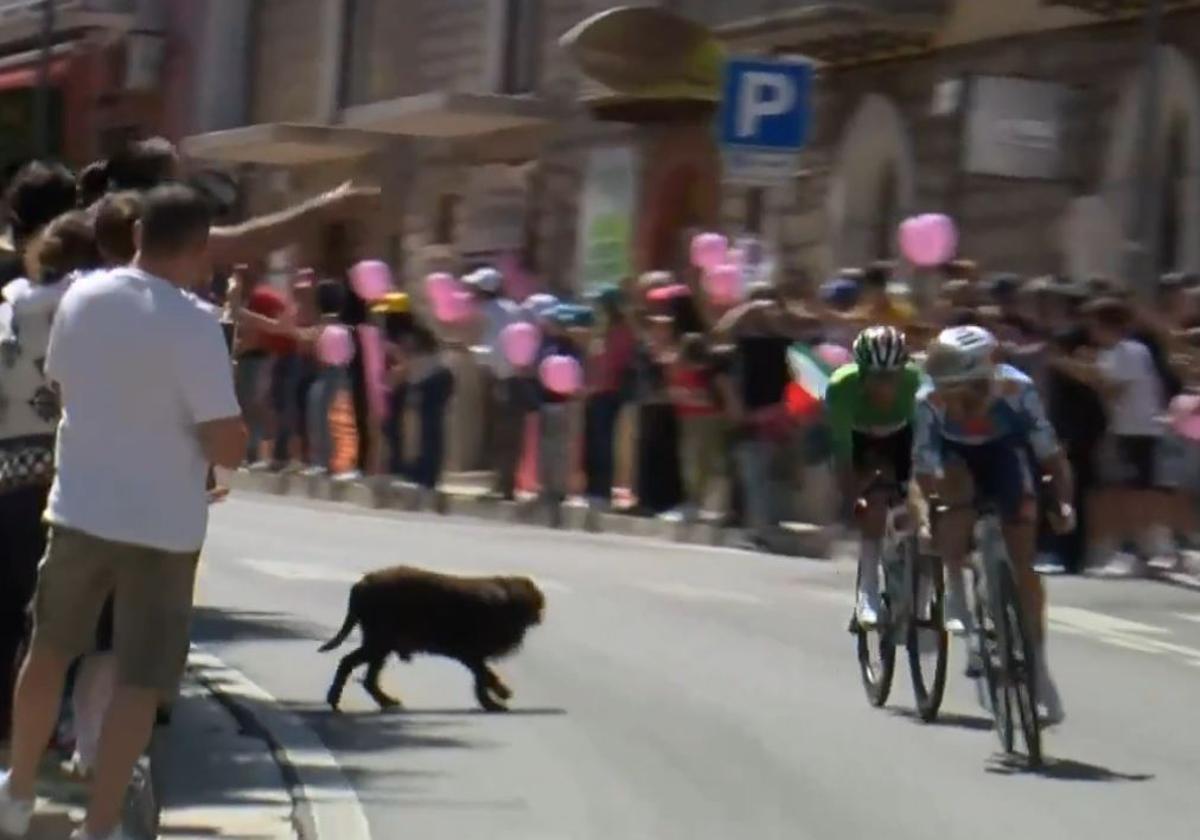 El susto de Juanpe López en el Giro: casi sufre un brutal caída por un perro