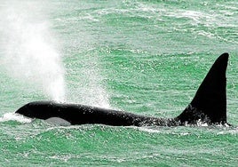 La presencia de orcas en la zona es más habitual entre abril y agosto.