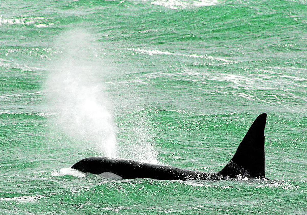 La presencia de orcas en la zona es más habitual entre abril y agosto.