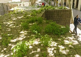La vegetación silvestre florece en la plaza de Los Fueros.