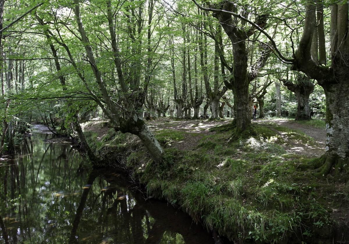 Los hayedos del Gorbea, en el ranking de los bosques más bellos del mundo de National Geographic