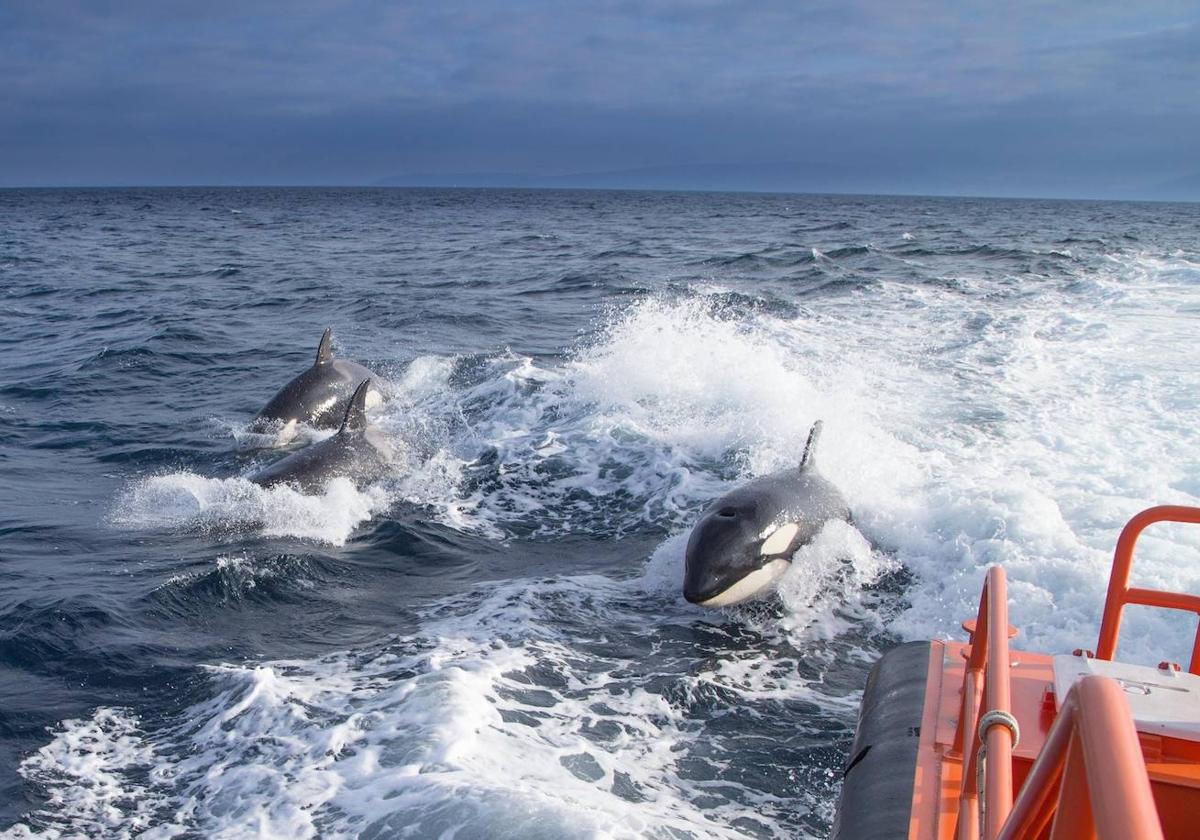 Un grupo de orcas juega en la popa de una embarcación.